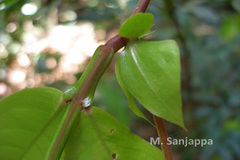 Humboldtia bourdillonii
